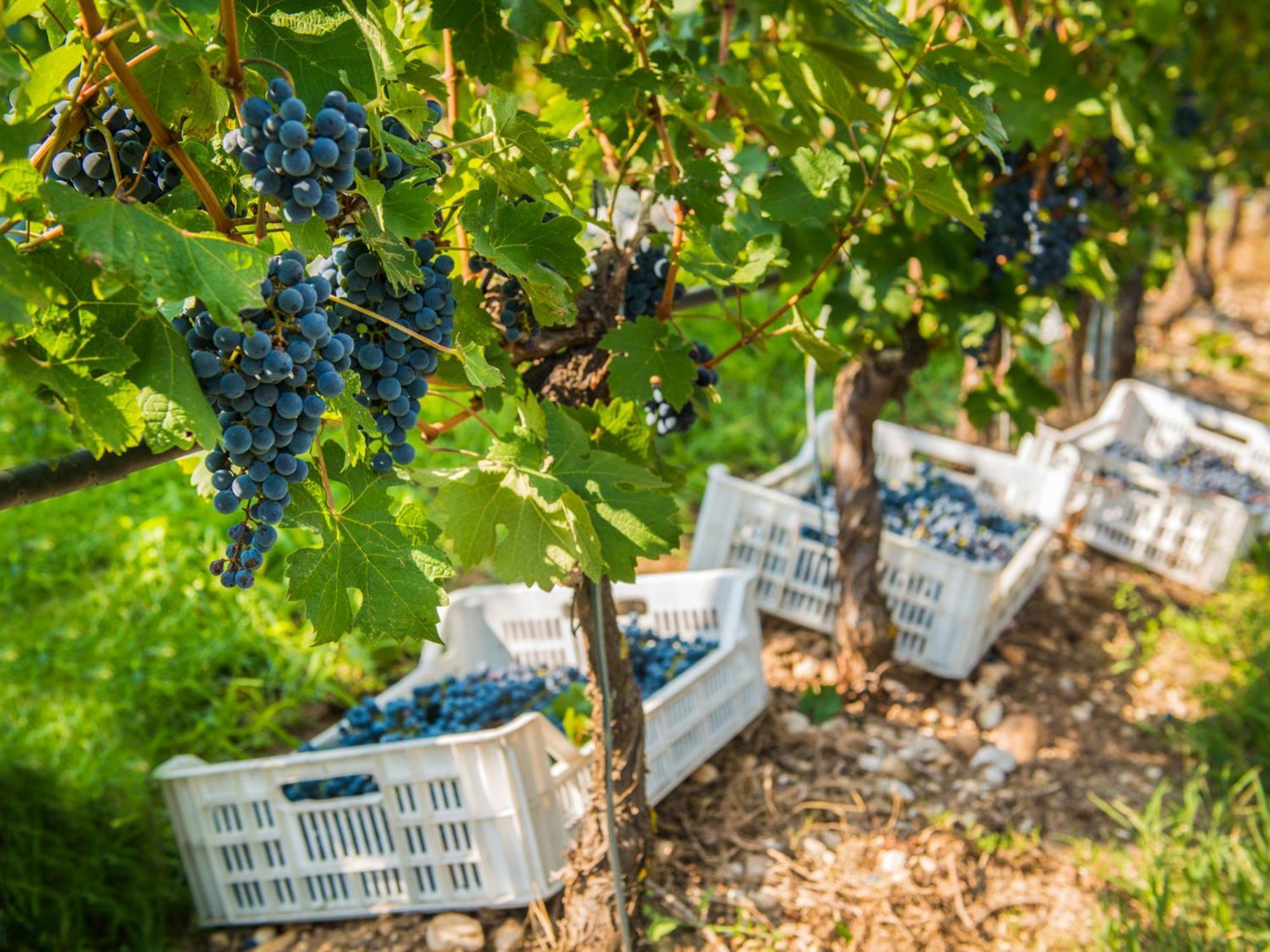 Tenuta La Presa Caprino Veronese Εξωτερικό φωτογραφία